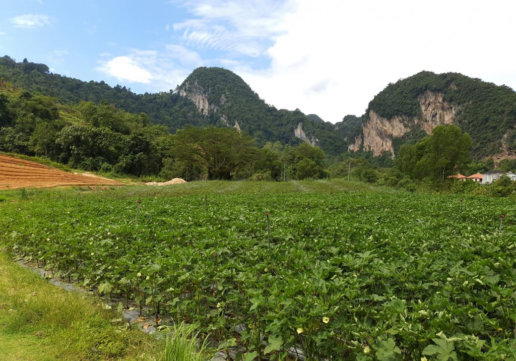 Fresh Produce Straight from The Banjaran’s Organic Gardens