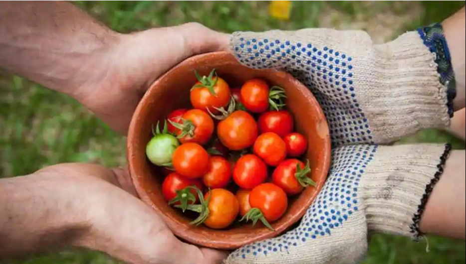 Sunway FutureX Farm to Address Food Security with Urban Farming