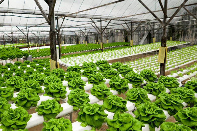 Sunway FutureX Farm to Address Food Security with Urban Farming