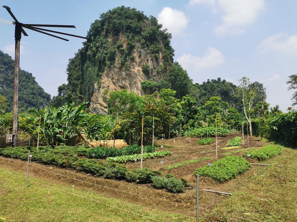 Fresh Produce Straight from The Banjaran’s Organic Gardens