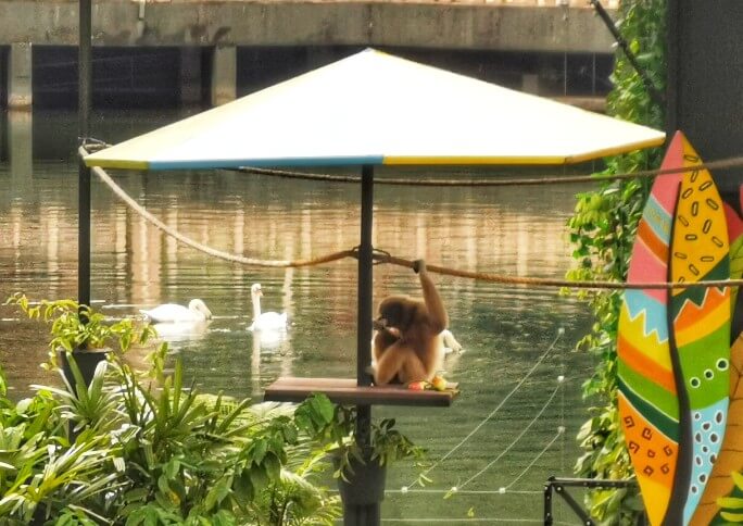 Sunway Lagoon’s Pinky gets an Upcycled Floating Island as her Home!