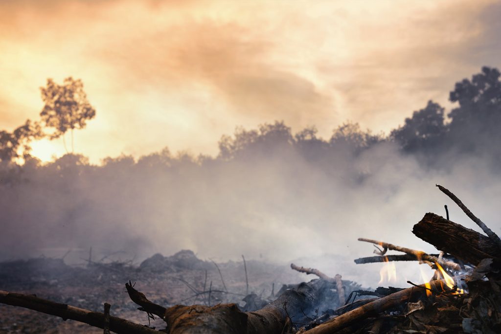 deforestation and burnt logs