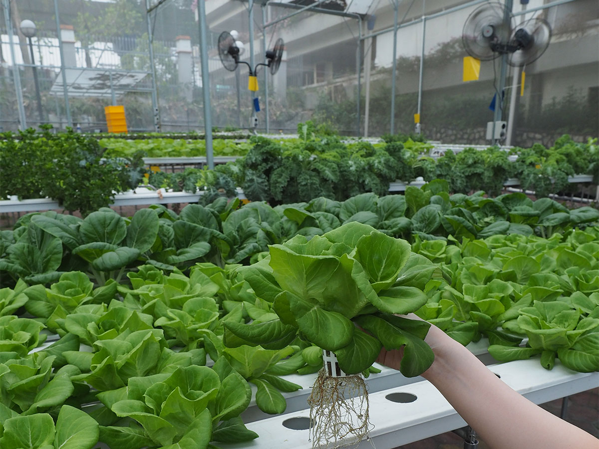 Hand holding a bok choy plant at Sunway XFarm, with a whole host of bok choys and other plants in the background