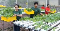 Sunway XFarm staff - one male and one female, as well as two male Sunway employees assisting with the harvesting of the plants.