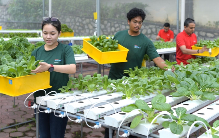 Sunway XFarm staff - one male and one female, as well as two male Sunway employees assisting with the harvesting of the plants.