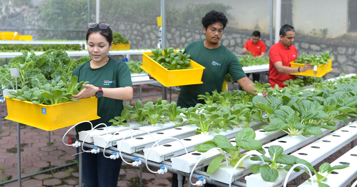 Sunway XFarm staff - one male and one female, as well as two male Sunway employees assisting with the harvesting of the plants.