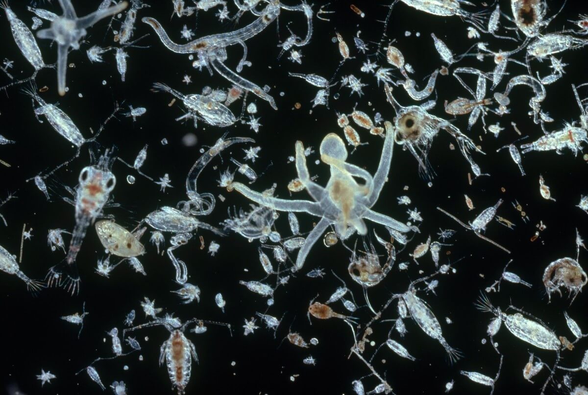 A microscopic shot of planktons featured as semi-opaque creatures of varying shapes and sizes above a black background