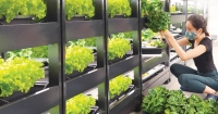 Student volunteer harvesting salad lettuce from indoor farm