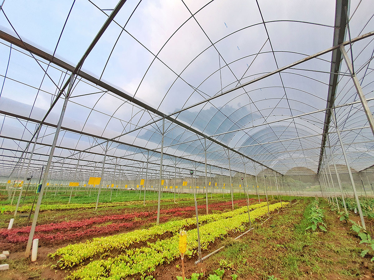 Sunway City Ipoh's organic farm, located adjacent to The Banjaran Hotsprings Retreat, produces pesticide-free fruits and vegetables with fresh water from the mountains 