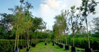 Sunway City Iskandar Puteri tree nursery – when one tree goes down, another takes its place