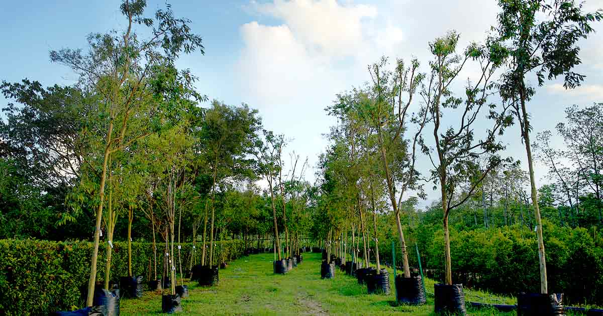 Sunway City Iskandar Puteri tree nursery – when one tree goes down, another takes its place