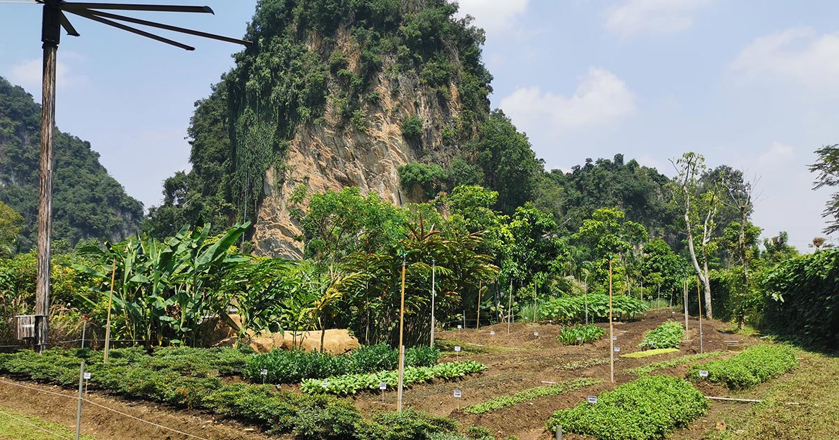 The Banjaran Hotsprings Retreat’s organic garden set against a breathtaking backdrop of 260-million-year-old Paleozoic limestone hills