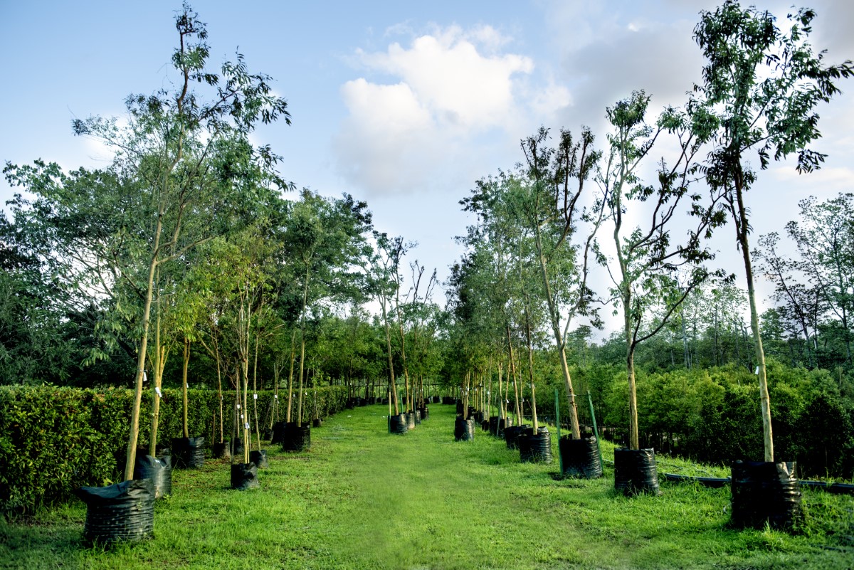 Lush greenery in SCIP