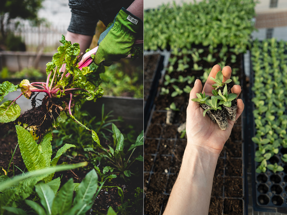 Close shot of urban farming