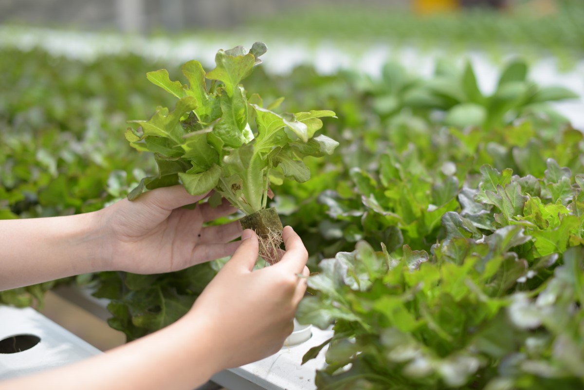 A close-up of a pair of hands holding up a Batavia plant amidst a Batavia aquaponic garden at Sunway XFarms.