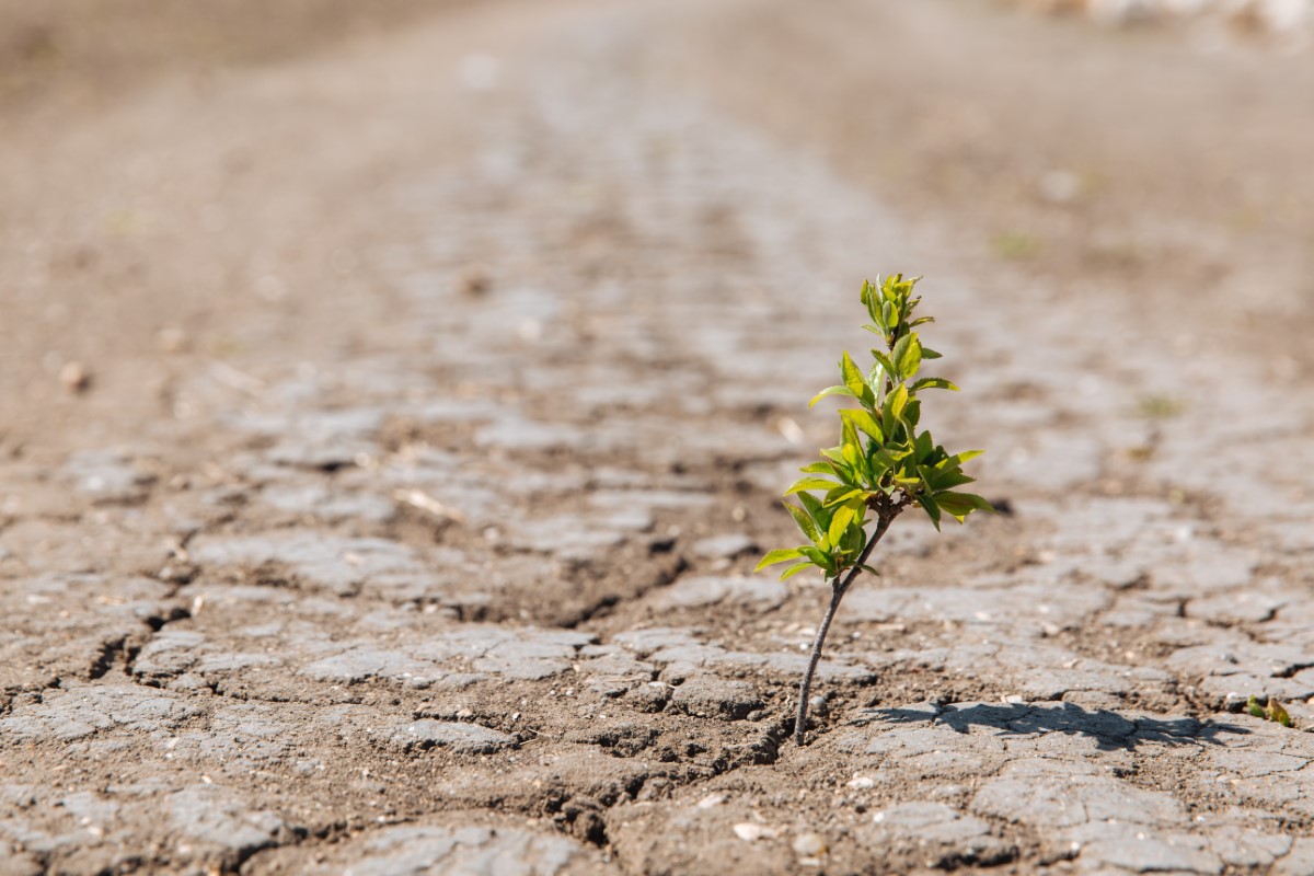 A close-up of a sapling growing out of barren, visibly cracking earth at daytime.
