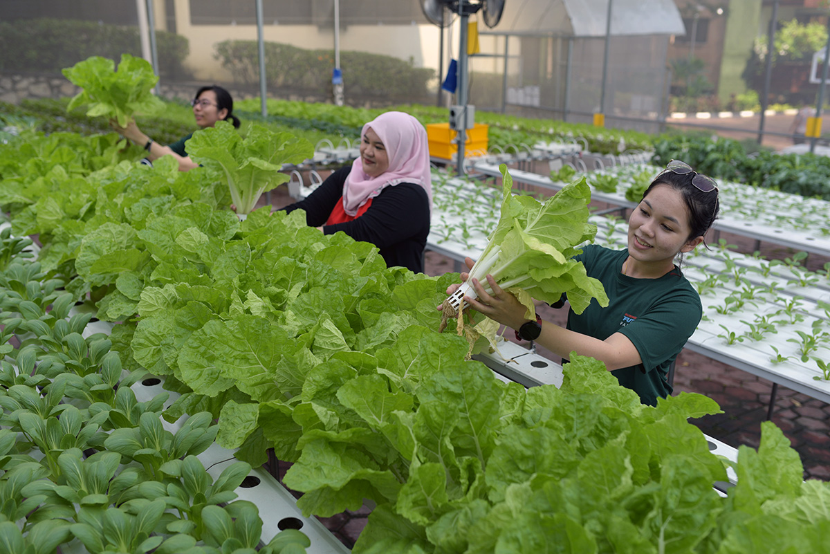 sunway urban farm