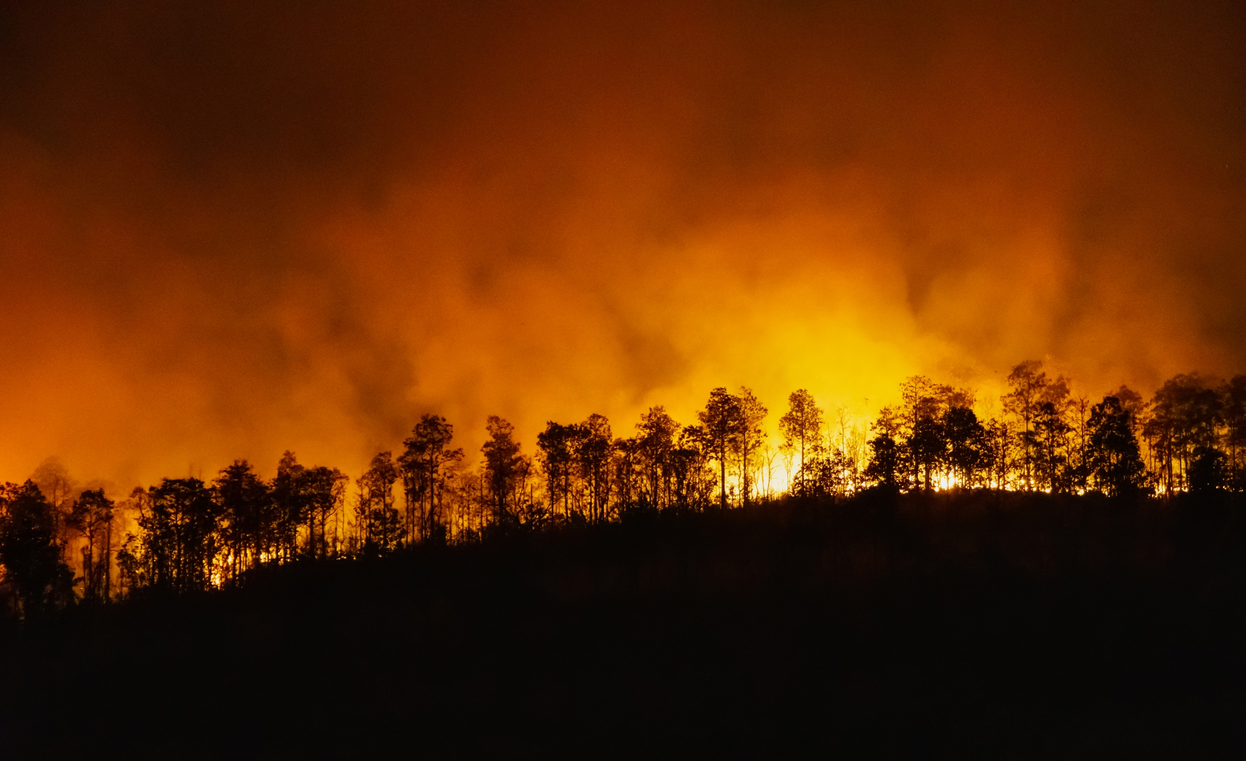 A wide-shot of rainforest burning