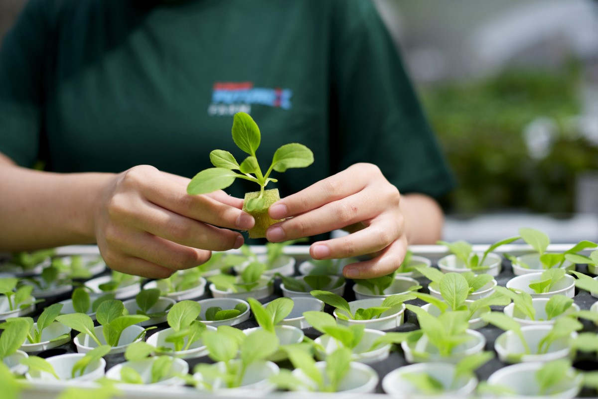 A side-angle shot of small plants being placed together, while one is held by a pair of hands by a Sunway XFarms staff.