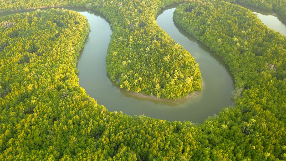 A high-angle of mangrove forest alongside the Pendas River of Sunway City Iskandar Puteri