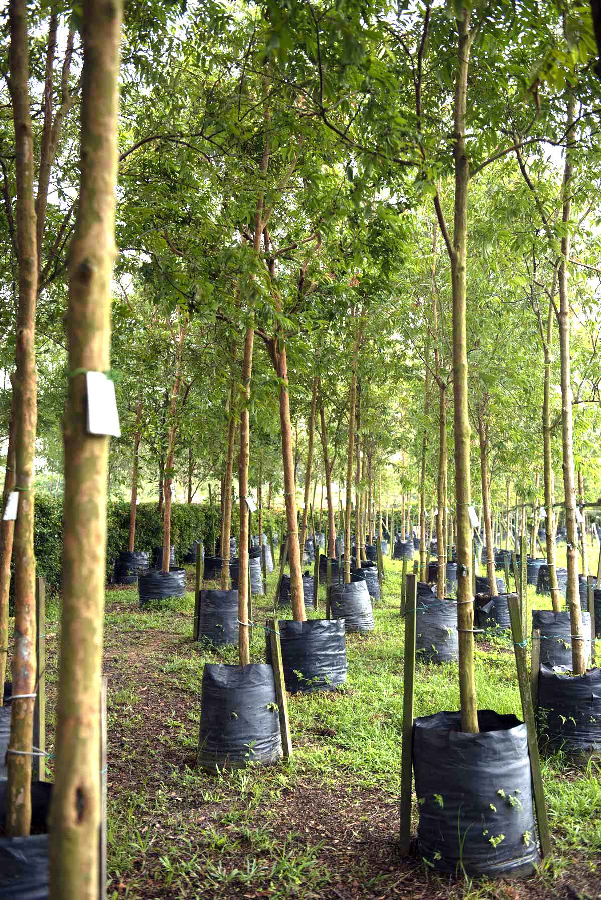 A side-shot of growing trees located at the nursery of Sunway City Iskandar Puteri