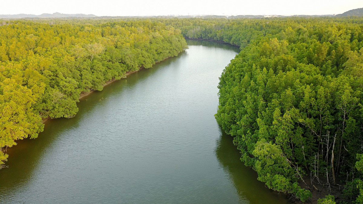 A close-up shot of the mangrove forest at Sunway City Iskandar Puteri
