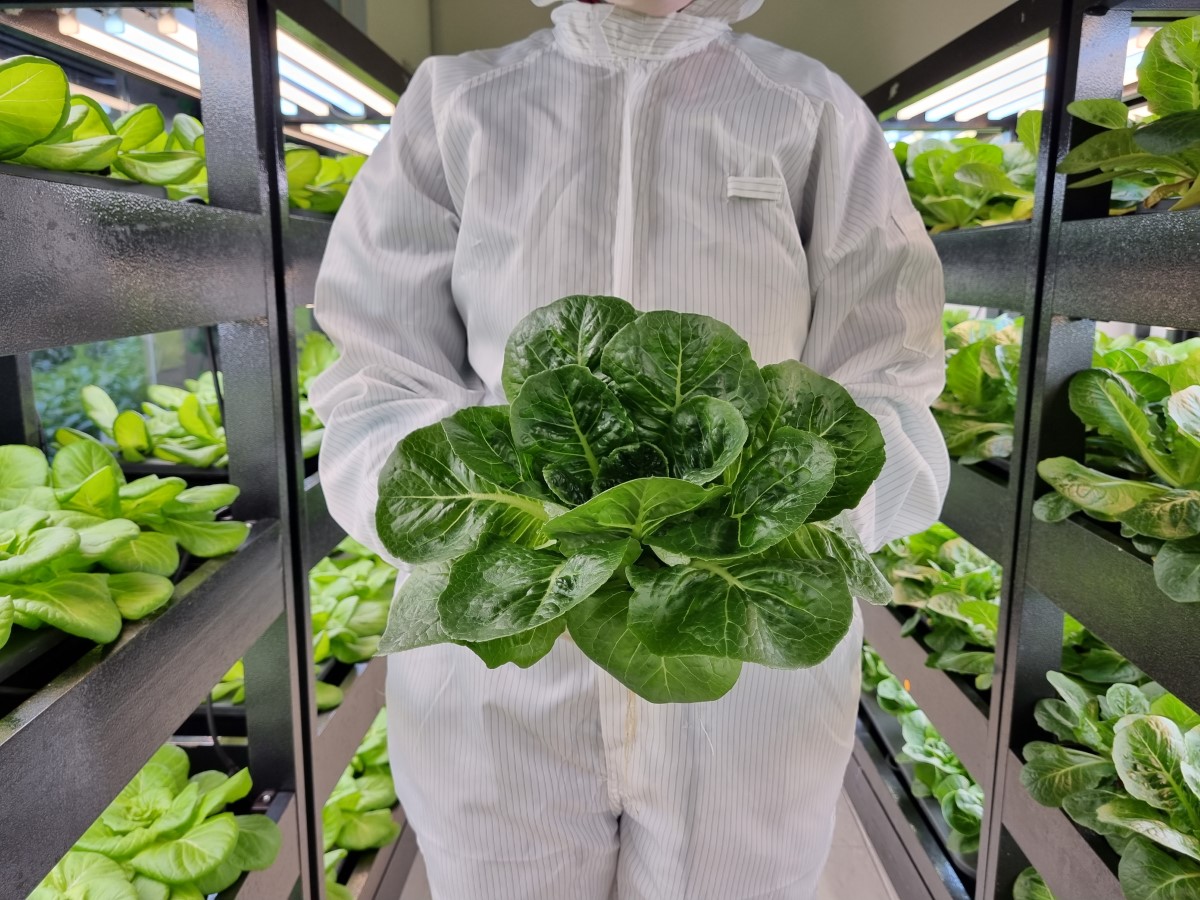 Close-up shot of indoor farming at Sunway XFarms