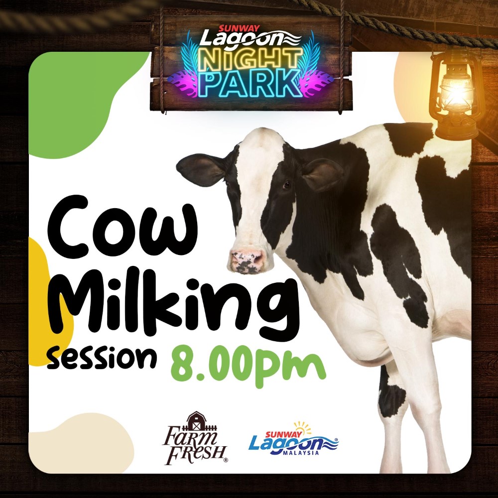 Now, you can learn first-hand the complete cow-milking process at Sunway Lagoon Night Park!
