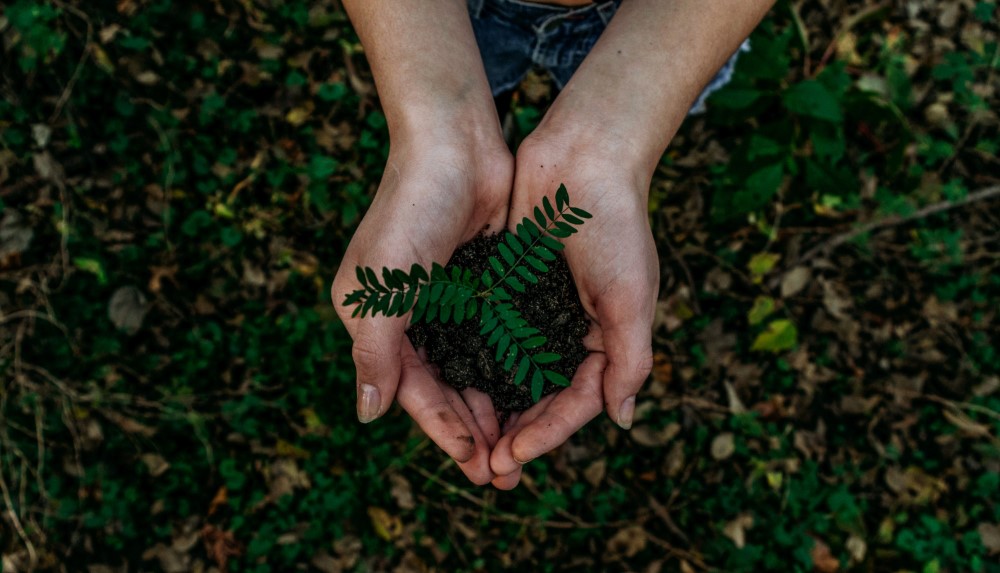 A top shot of both palms carrying a plant