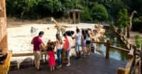Candid shots of families at petting zoo with giraffes
