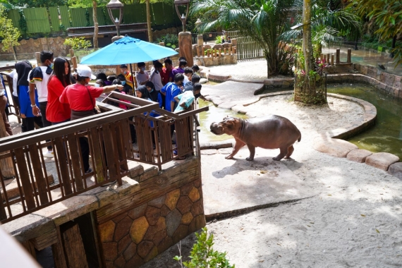 The children and staff are visiting the hippo at The Lost World Of Tambun, pointing and having fun.
