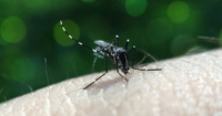 A close-up shot of an Aedes mosquito atop human skin amidst lush greens.