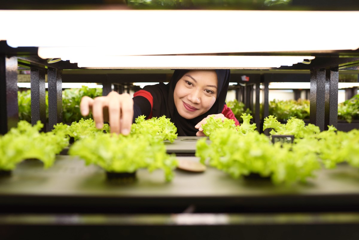 A landscape close-up shot of a Sunway staff reaching out to touch lettuce greens growing hydroponically at the vertical farms of Sunway XFarms.