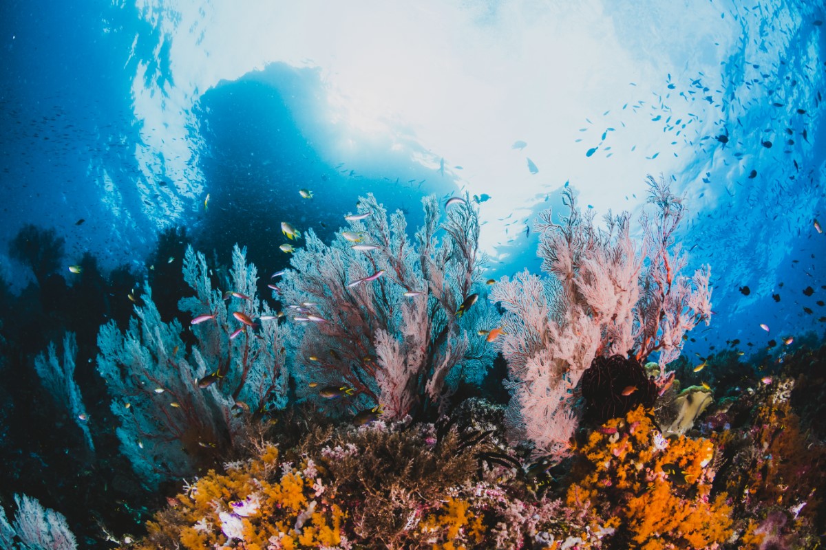 A shot of the coral reef at with fishes swimming around it