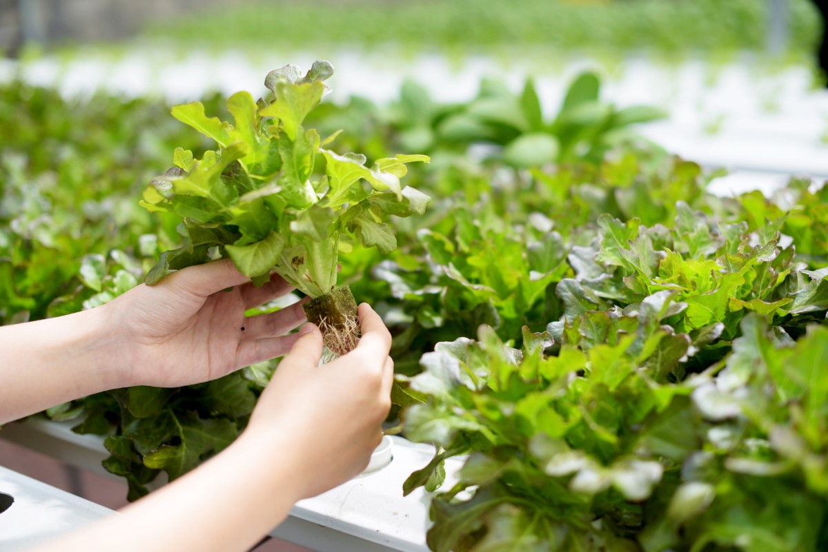 A hand holding vegetables at Sunway XFarms