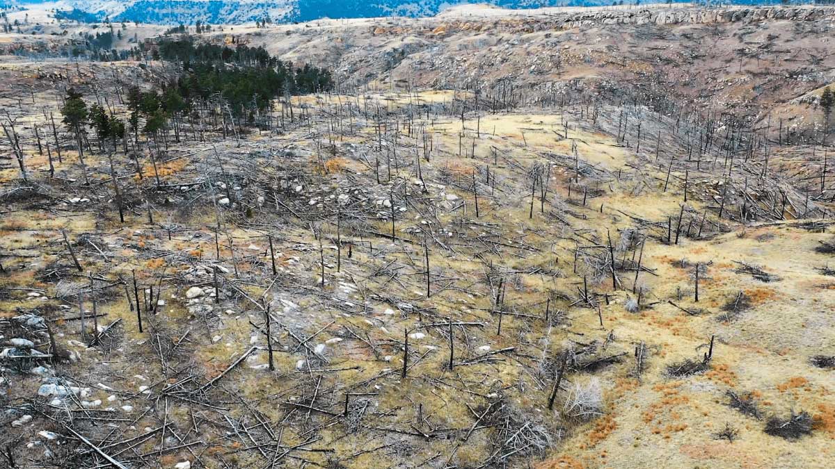 Photo showing deforestation and a barren landscape