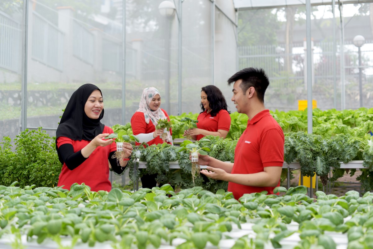 Mid shot of Sunway employee at Sunway XFarms